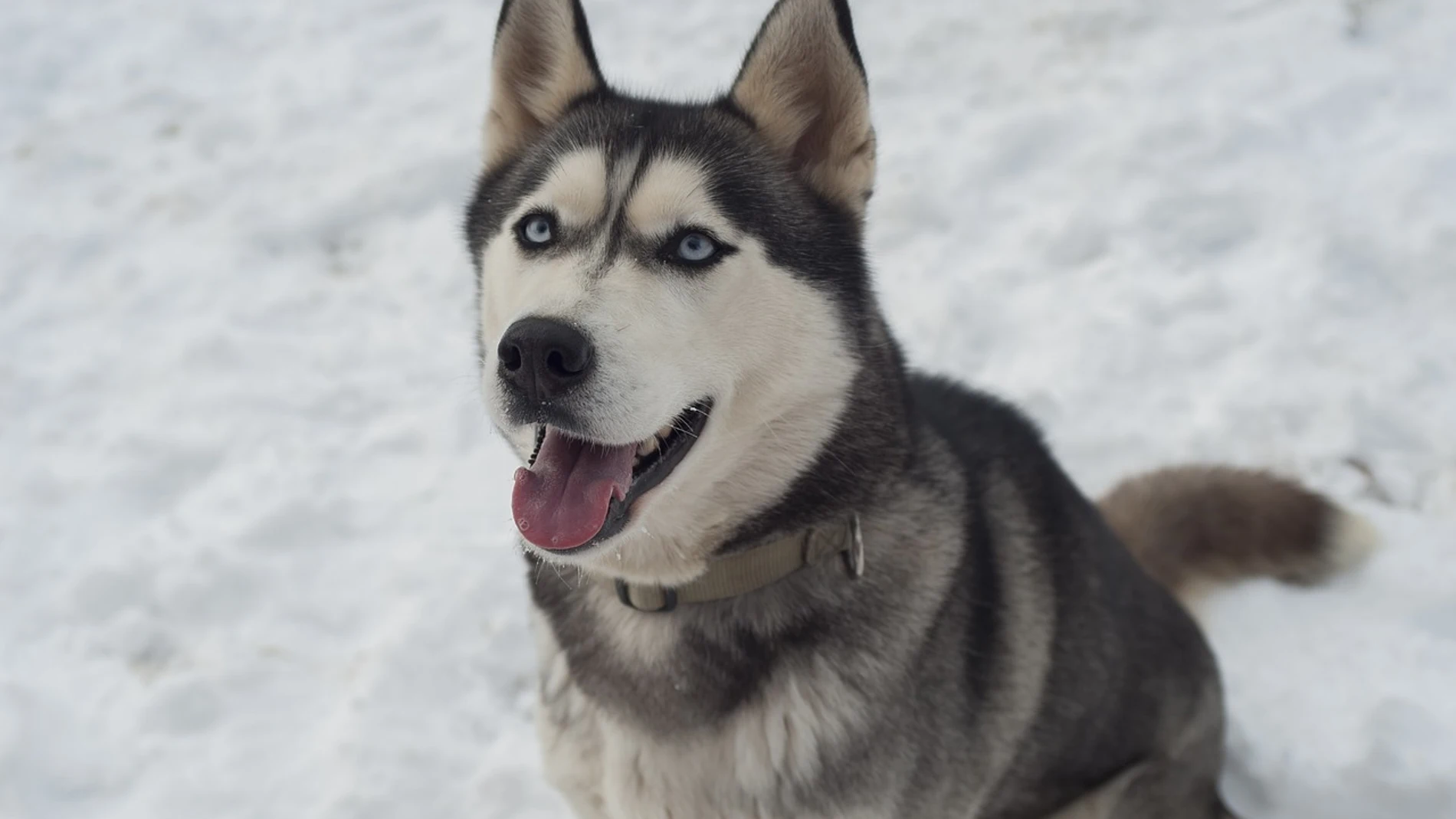 Husky Siberiano