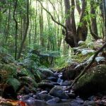 ¡Descubre los senderos ocultos de Tenerife que te dejarán sin aliento!