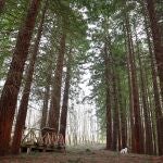 El bosque mágico con los árboles más altos del mundo está en Cantabria