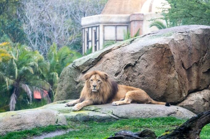 Lubango, el macho de león en la sabana africana de BIOPARC Valencia