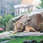 Lubango, el macho de león en la sabana africana de BIOPARC Valencia