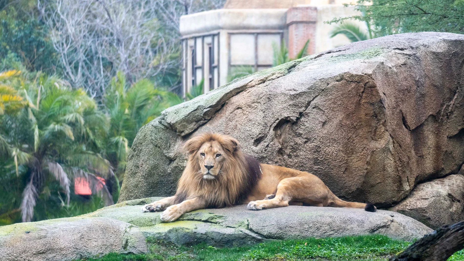 Lubango, el macho de león en la sabana africana de BIOPARC Valencia
