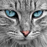 Un experto revela por cuánto tiempo pueden guardar rencor los gatos