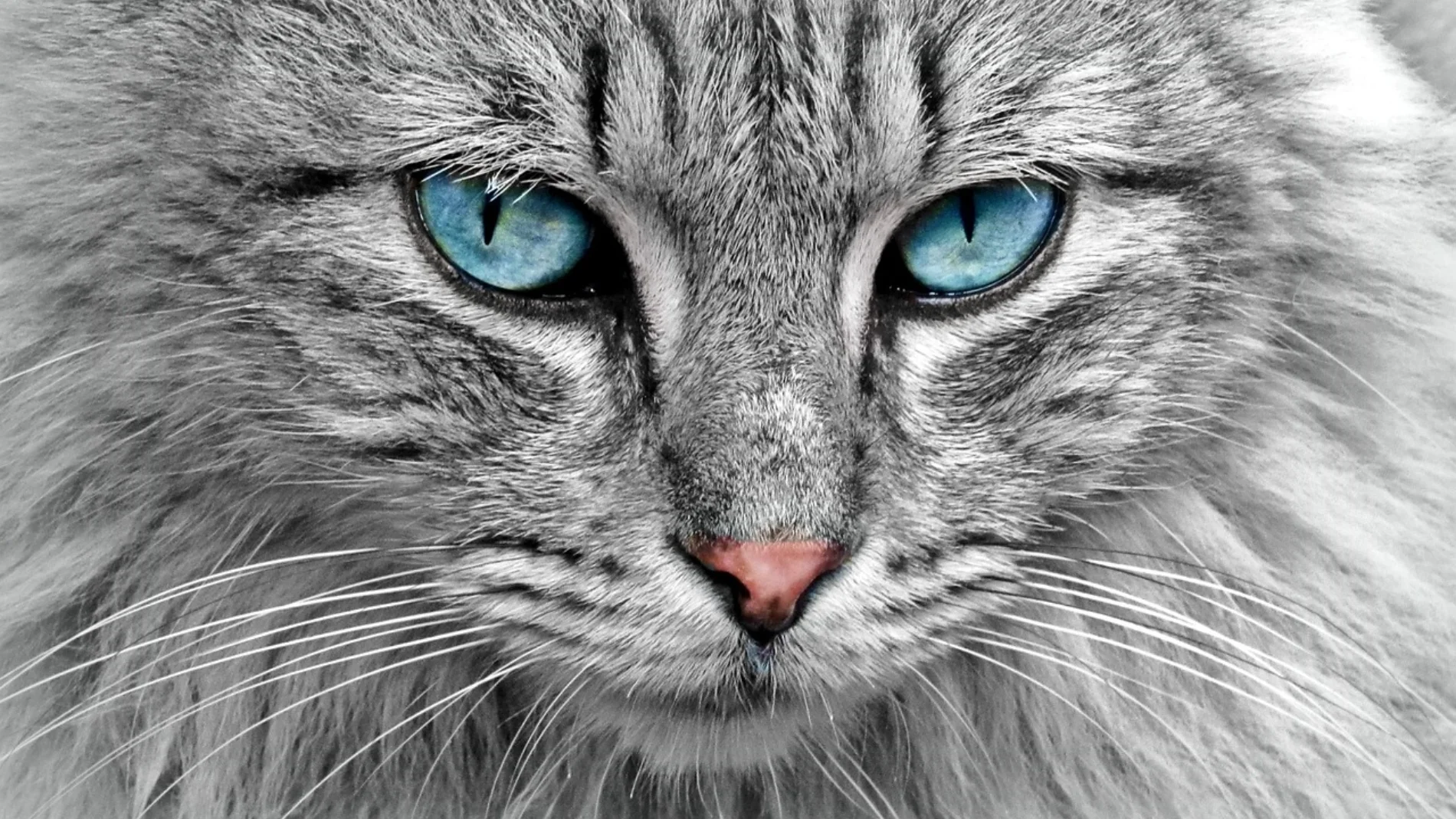 Un experto revela por cuánto tiempo pueden guardar rencor los gatos