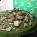 La Guardia Civil recupera más de 100 restos de mamuts expoliados de un yacimiento de Granada