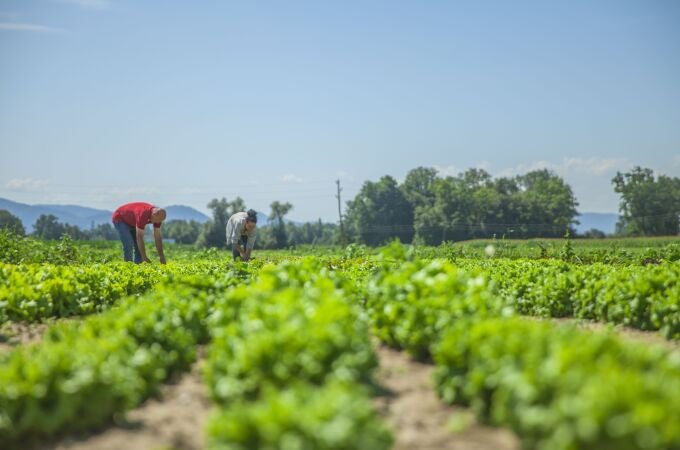 Imagen de unos agricultores cultivando en un campo de la Región de Murcia