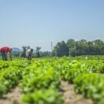 Imagen de unos agricultores cultivando en un campo de la Región de Murcia