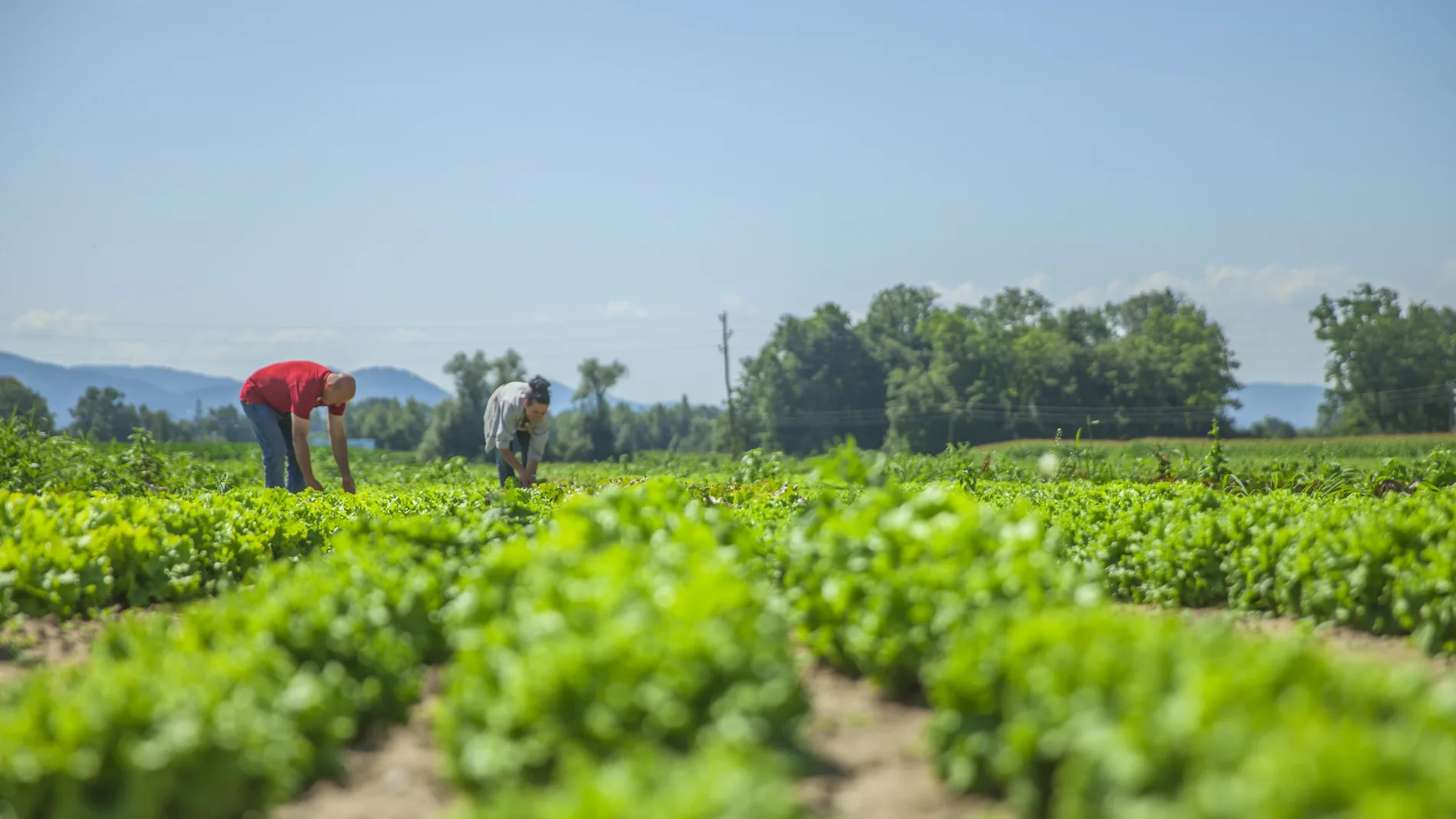 Imagen de unos agricultores cultivando en un campo de la Región de Murcia