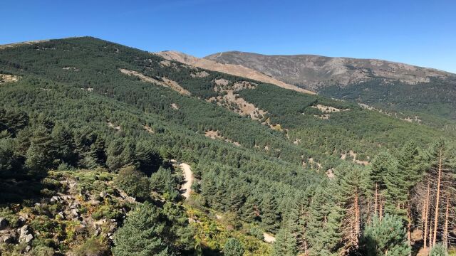 Bosque de Castilla y León