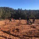 Cambio climático.- El Gobierno de Aragón apuesta por la repoblación forestal como "una herramienta clave" contra el cambio climático