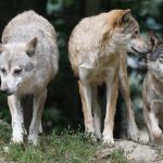 Una manada de lobos mata 11 corderos, 4 ovejas y 4 sementales en cinco ataques consecutivos a una granja de San Lorenzo