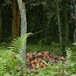 Frutos de cacao amontonados en una jungla de Guinea Ecuatorial. Frutos de cacao amontonados en una jungla de Guinea Ecuatorial en medio del bosque de cacao.