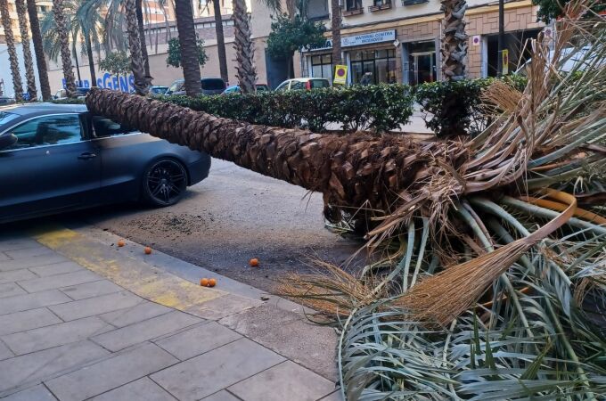 El viento derribó este martes una palmera en la calle Reus de Valencia