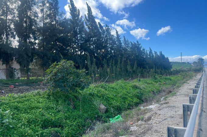 Andalucía apuesta por un "ejército" de 750 árboles para luchar contra el ruido en esta carretera