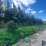 Andalucía apuesta por un "ejército" de 750 árboles para luchar contra el ruido en esta carretera