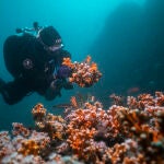  Coral en la Punta de la Mona 