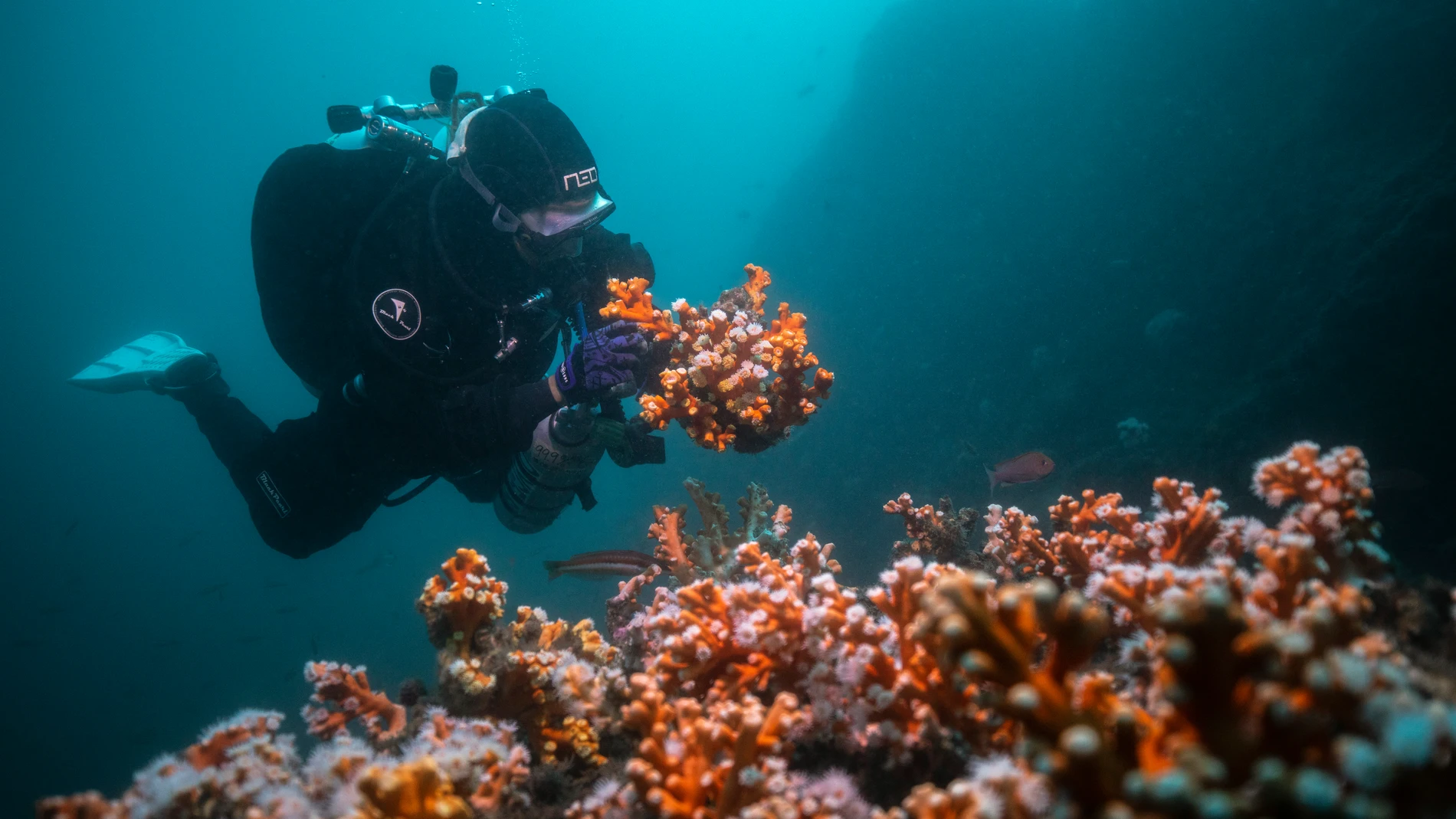 Coral en la Punta de la Mona