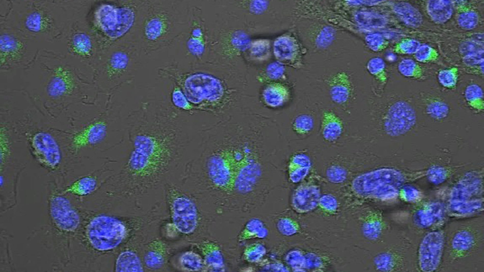 Macrófagos de ratón tratados in vitro con el compuesto MACTIDE-V que han sido expuestos a células de cáncer de mama (en verde)