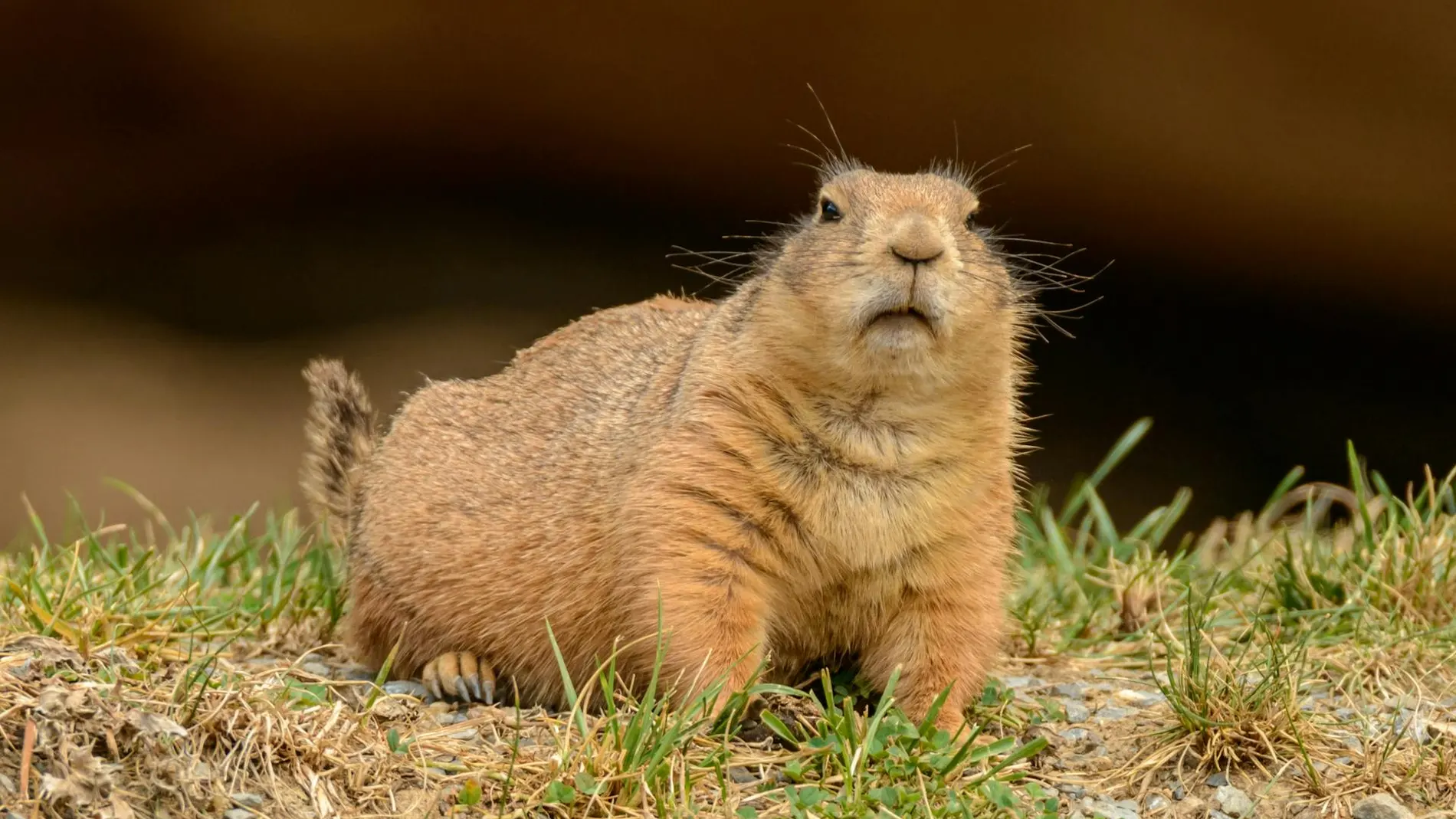 Marmota curiosa