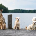 perros