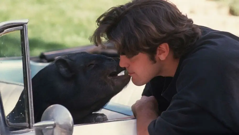 George Clooney con su cerdo Max