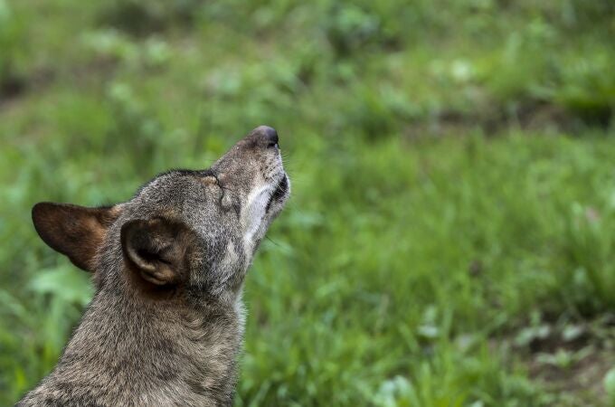 Un lobo Ibérico en las instalaciones del centro de interpretación del lobo de Belmonte (Asturias)