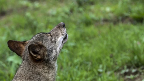 Un lobo Ibérico en las instalaciones del centro de interpretación del lobo de Belmonte (Asturias)