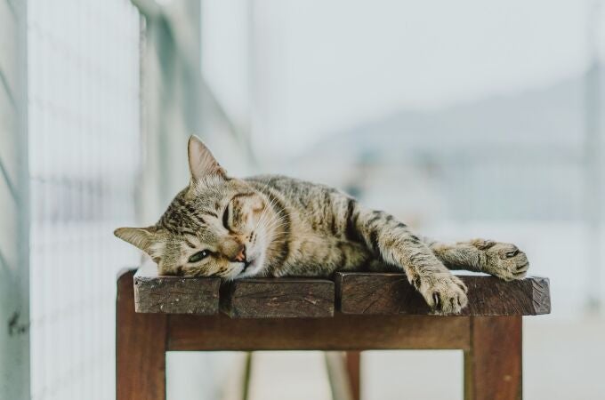 ¿Dónde van los gatos cuando salen de casa? Esto es lo que dice un nuevo estudio