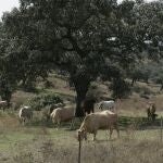 La dehesa andaluza es un gran sumidero de CO2 