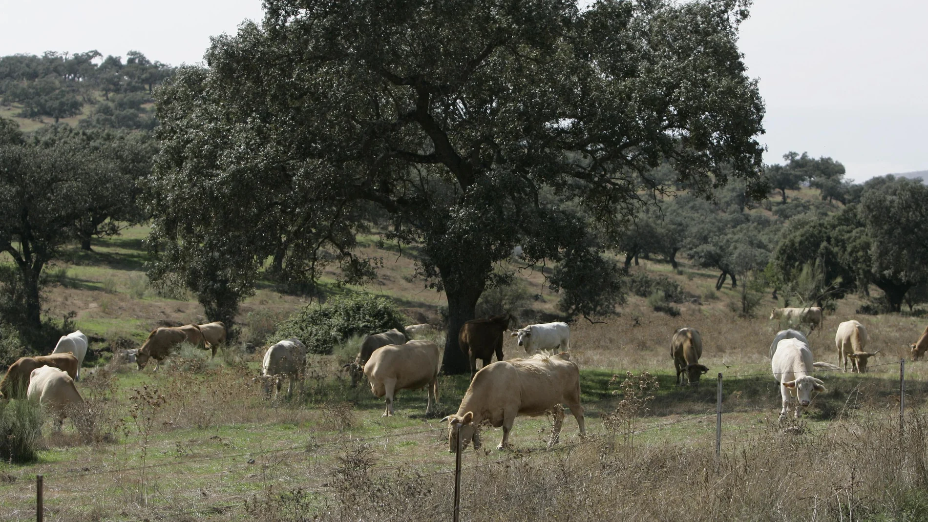 La dehesa andaluza es un gran sumidero de CO2