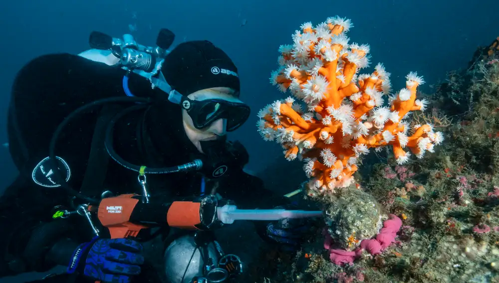 La científica utilizando bio-epoxy para la repoblación de un coral