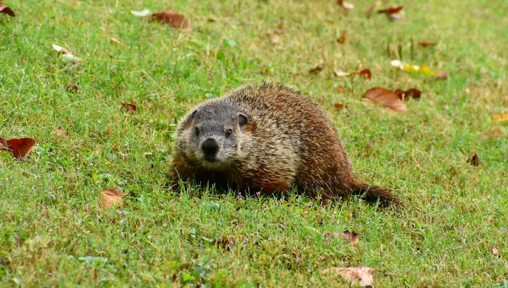 Marmota