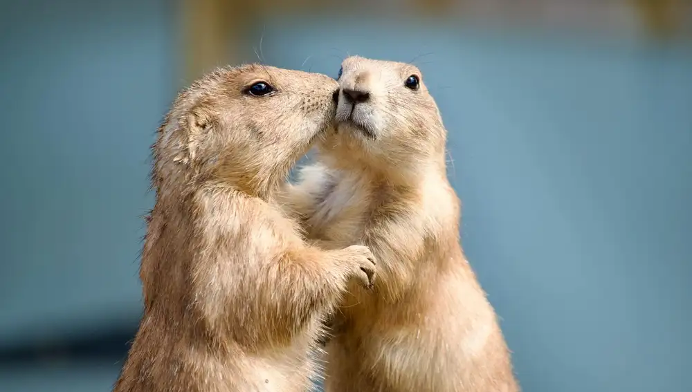Pareja de marmotas
