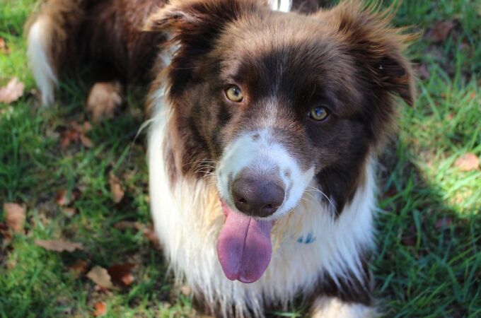 Así es cómo los perros pasaron a ser los mejores amigos del hombre