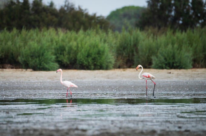 Flamencos en una de las lagunas de Doñana