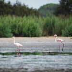 Doñana 2024: un año seco, con altas temperaturas y nuevo mínimo histórico de aves acuáticas invernantes