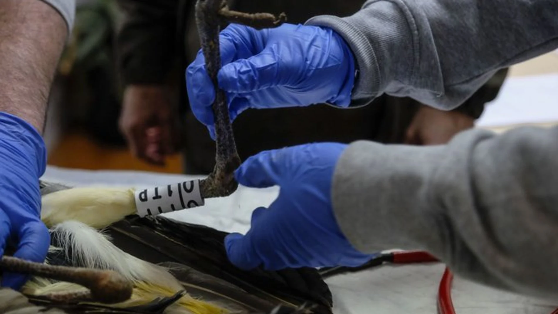 La Junta invertirá más de 350.000 euros en El Centro de Recuperación de Aves y Silvestres de Segovia