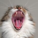 Gato bostezando