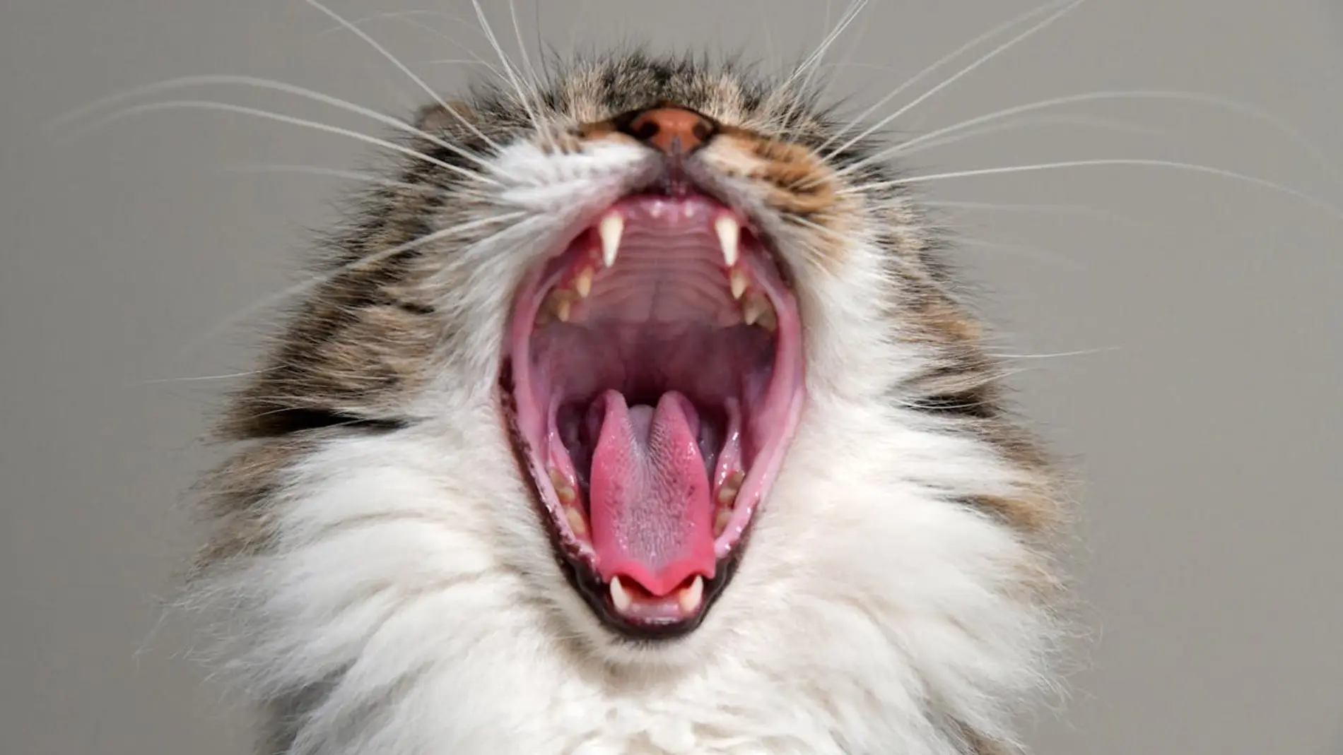 Gato bostezando