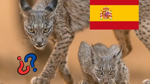 Linces ibéricos