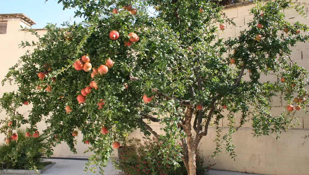 El árbol frutal perfecto para tu jardín: tiene poca raíz, no agrieta el suelo y da mucha sombra