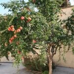 El árbol frutal perfecto para tu jardín: tiene poca raíz, no agrieta el suelo y da mucha sombra