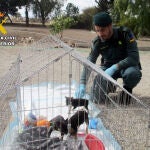 La Guardia Civil investiga a una persona en Lorca por amputar la cola a cuatro cachorros de perro