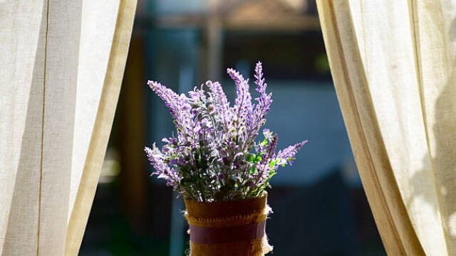 Una planta de Lavanda sobre la ventana de una casa 