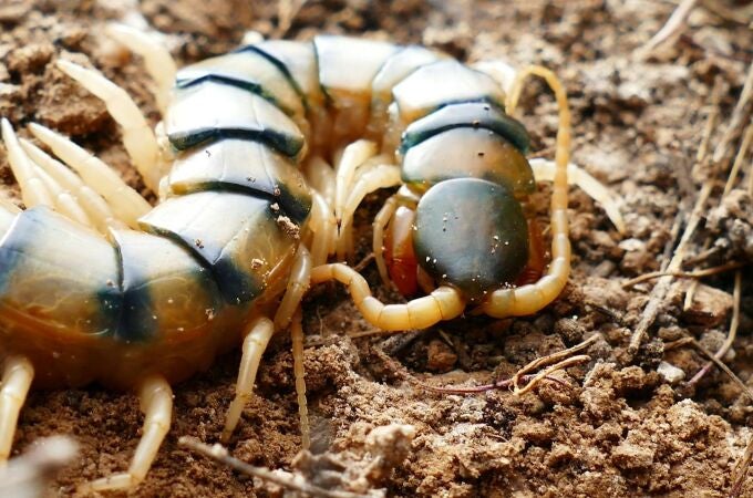 Escolopendra gigante