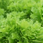 Qué sembrar en tu huerta ahora para poder recoger en abril
