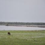 Autorizados nuevos sondeos de gas en el entorno de Doñana