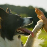 ¿Qué significa que una persona prefiera tener un perro en vez de un gato, según la psicología?