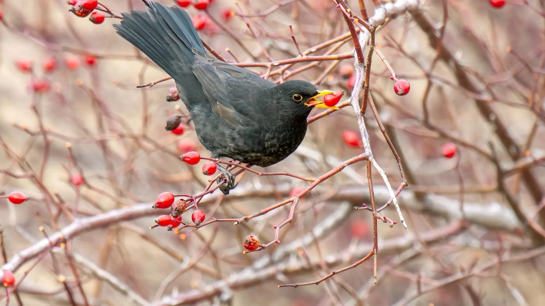 Un estudio analiza cómo las plantas establecen sus relaciones con los animales que consumen sus frutos