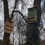 "Casas" de madera de pino para murciélagos en los bosques andaluces